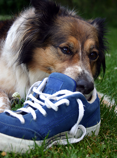 Dog chewing a blue shoe