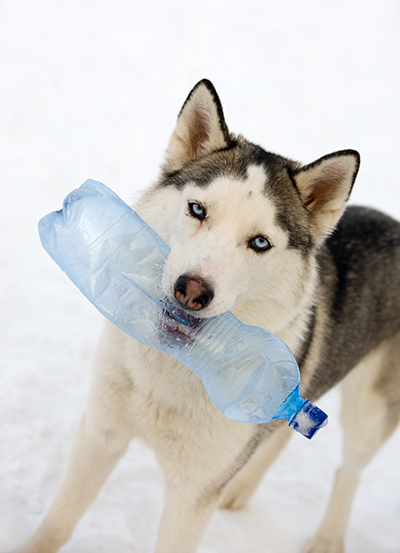 Husky with plastic bottle in his mouth