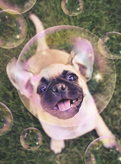 Puppy in a bubble
