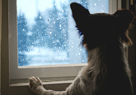 dog looks out window during winter
