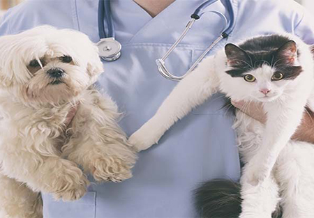 Veterinarian with a dog and cat