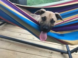 Dog in hammock