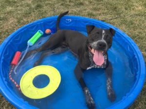 Dog in swimming pool